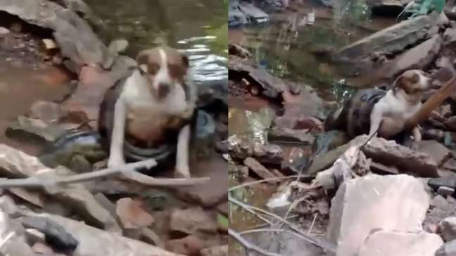 Sucuri de seis metros é flagrada enrolada em cachorra no interior de SP