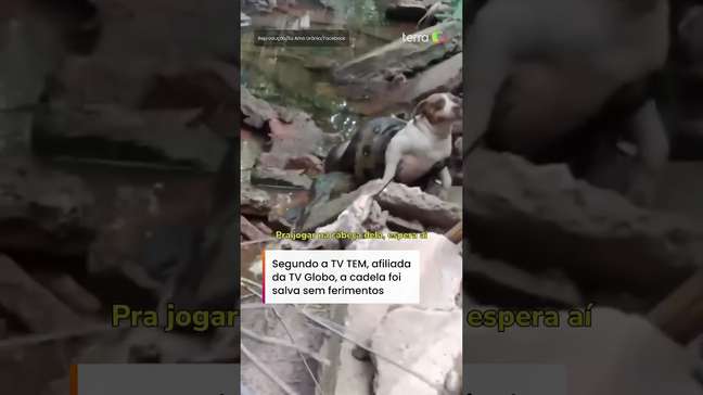 Sucuri de seis metros é flagrada enrolada em cachorra no interior de SP #shorts
