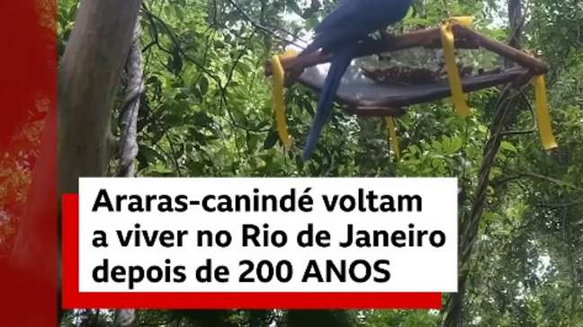 Depois de 200 anos, ararás-canindé voltam a viver no Rio de Janeiro