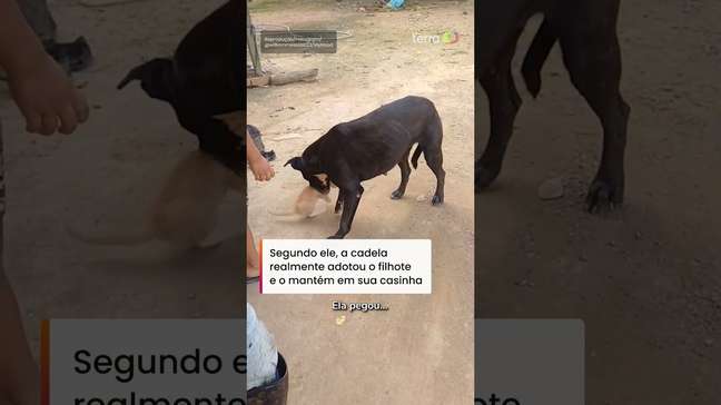 Cachorrinha conhecida por odiar gatos vira mãe adotiva de filhote felino #shorts