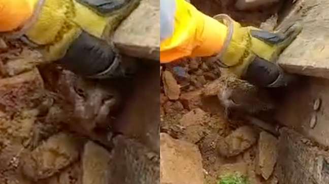 Filhote de gato é resgatado dos escombros onde família morreu soterrada após deslizamento em MG