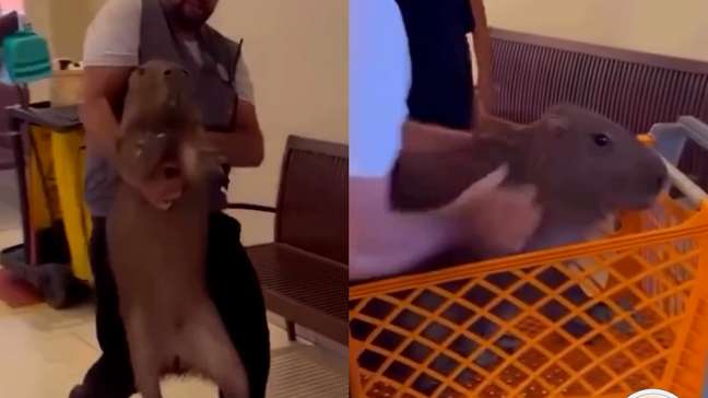 Capivara é retirada em carrinho após ser flagrada em supermercado no Acre