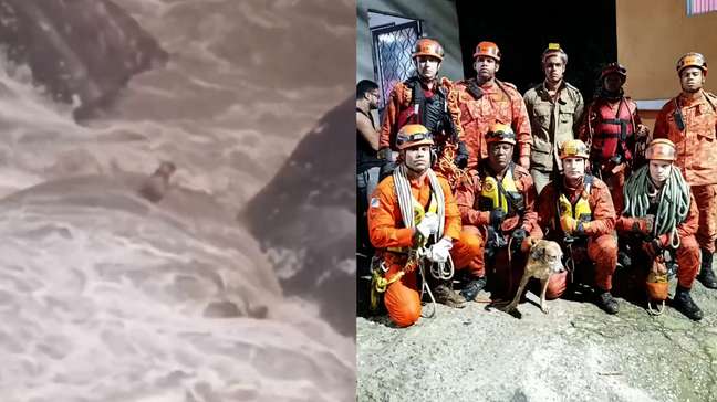 Cachorro cego e surdo é resgatado após ficar preso no meio de cachoeira no RJ