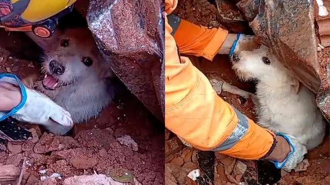 Cachorro é resgatado com vida após ficar preso aos escombros de uma casa em Juiz de Fora (MG)