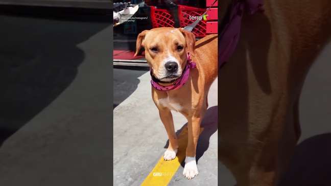 Cachorrinha resgatada vira mascote oficial do Aeroporto de Guarulhos (SP) #shorts