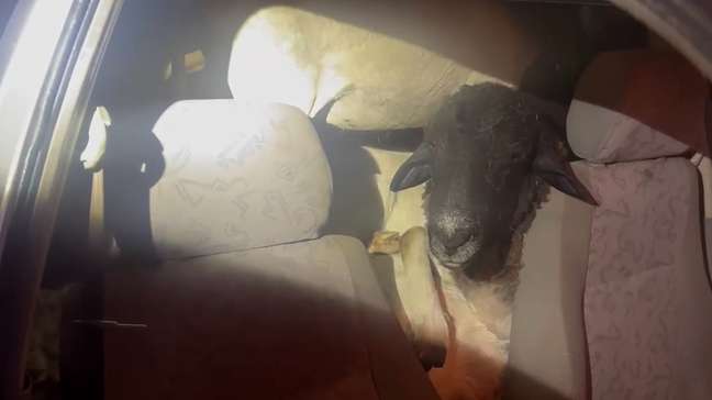 PRF encontra carro sem motorista com 18 bodes a bordo em PE