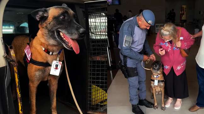 Cadela da PM encanta pacientes com câncer em hospital de São Paulo