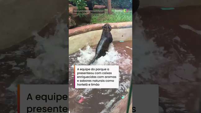 Oncinha ganha festa de aniversário de 1 ano em Parque Ecológico de São Carlos (SP) #shorts