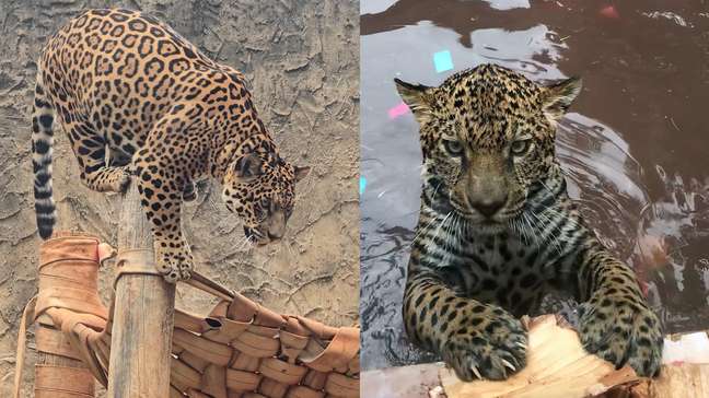 Oncinha ganha festa de aniversário de 1 ano em Parque Ecológico de São Carlos (SP)