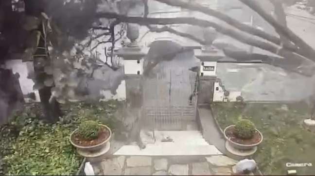 Árvore cai durante temporal em BH e quase atinge pedestre; veja