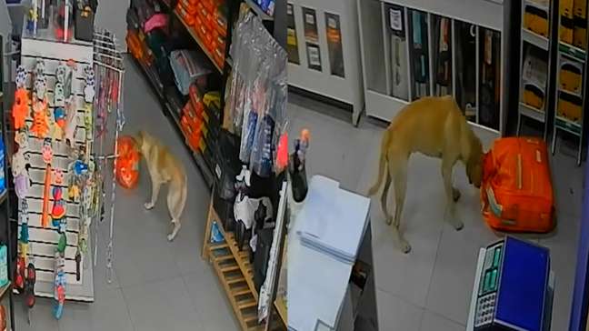 Cadela ‘invade’ pet shop, abocanha saco de ração e foge antes de dona impedir ‘furto’ no RJ