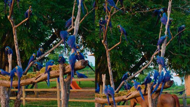 Fotógrafo faz lindo registro de ‘árvore de araras-azuis’ no Pantanal