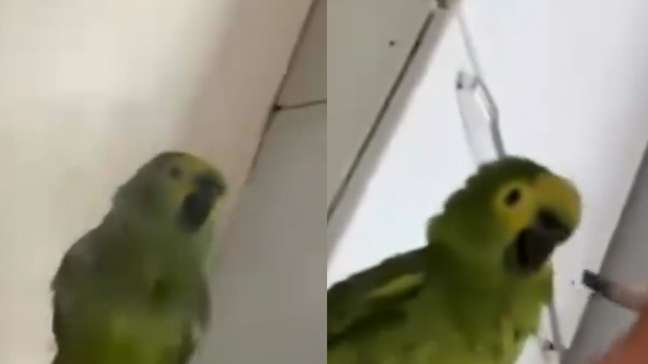 Mulher é presa por maus-tratos a animais após vídeo com papagaio viralizar nas redes