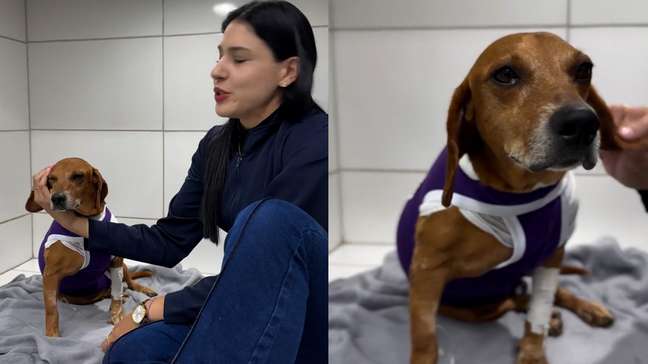 Cão comunitário que sofreu queimaduras responde bem ao tratamento: “Cada dia melhor”