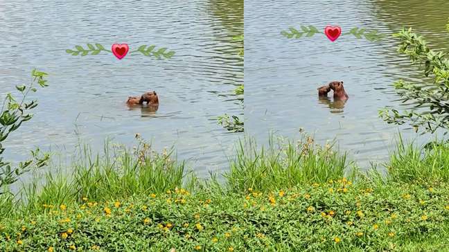 Capivaras são flagradas 'namorando' dentro de lago no Rio de Janeiro