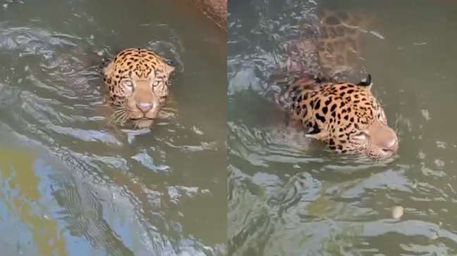 Onça-pintada é resgatada após cair em canal de usina em Mato Grosso