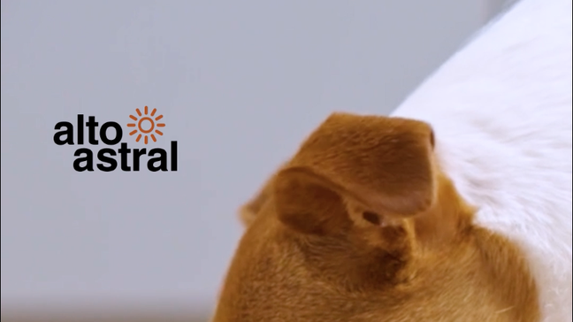 Alimentação natural ou ração: qual é a melhor escolha para os pets?