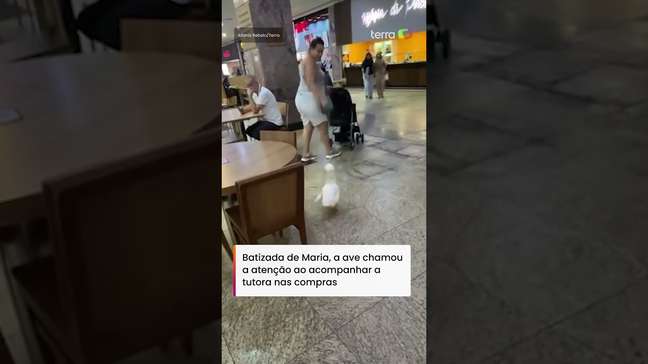 Pata de estimação passeia por shopping no litoral de SP e encanta frequentadores #shorts