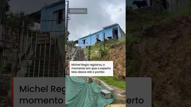 Cachorro viraliza ao atender entregador para pegar encomenda: "Ele é ligeiro" #shorts