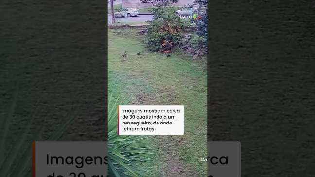 Quatis são flagrados 'roubando' frutas do batalhão da Brigada Militar no RS #shorts