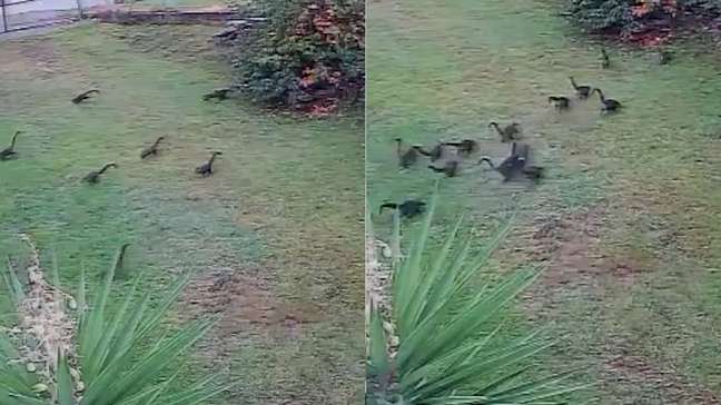 Quatis são flagrados 'roubando' frutas do batalhão da Brigada Militar no RS