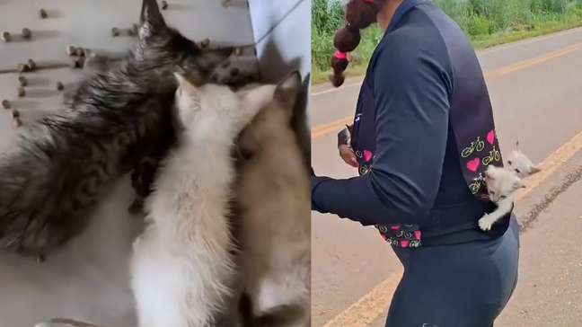 Ciclista viraliza ao resgatar e transportar gatinhos abandonados em rodovia dentro da roupa
