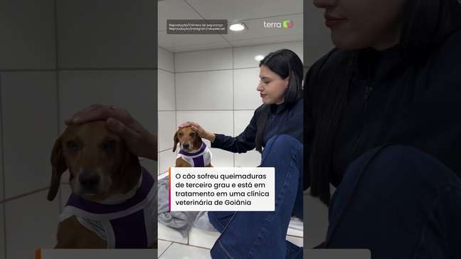 Polícia indicia por maus-tratos mulher que jogou líquido quente em cão comunitário #shorts