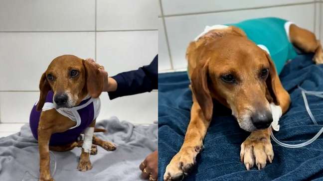 Polícia indicia por maus-tratos mulher que jogou líquido quente em cão comunitário