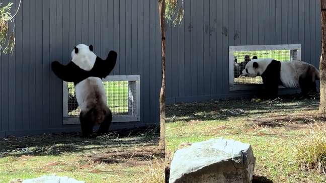Pandas gigantes encantam internautas ao ‘flertarem’ em zoológico nos EUA