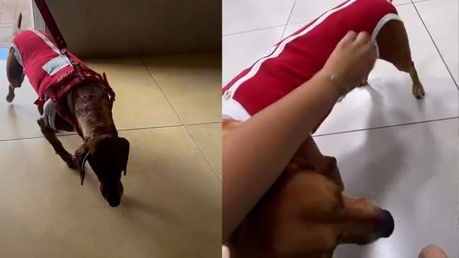 Cão queimado com líquido mostra evolução e aparece brincando: 'Melhorando a cada dia'