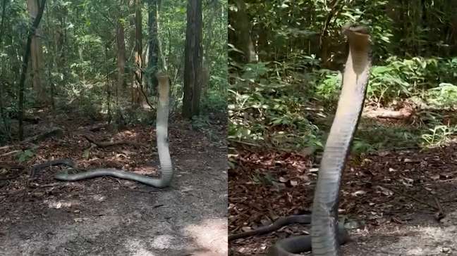Pesquisadora encontra cobra de quase 4 metros na Tailândia: 'Foi bem assustador no começo'