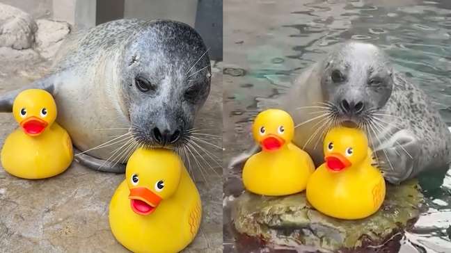 Foca de 32 anos viraliza ao demonstrar seu amor por patos de borracha
