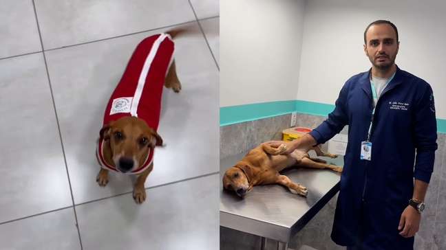 Cão queimado recebe alta e ganha novo lar: 'Grande alegria'