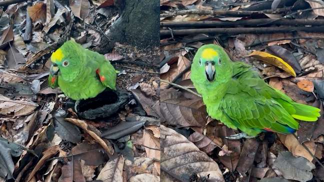 Papagaio bêbado? Vídeo de ave 'tonta' após comer cacau fermentado viraliza