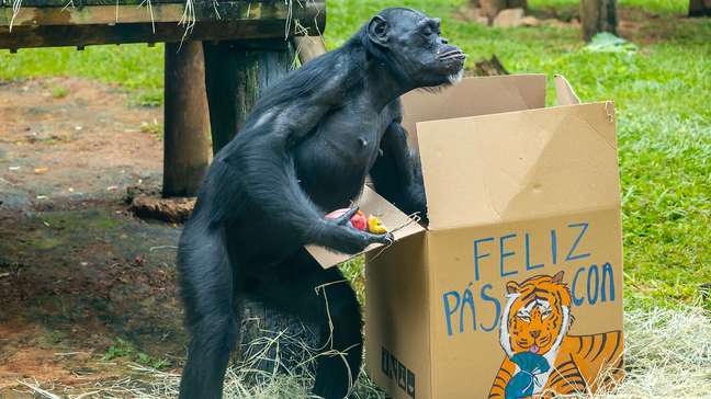 Zoológico de São Paulo presenteia animais com ‘caça aos ovos’ para celebrar a Páscoa