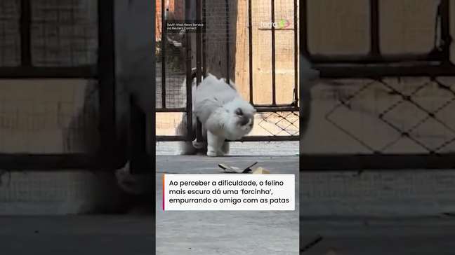 Gatinho herói ajuda amigo mais 'fofinho' que ficou preso em portão #shorts