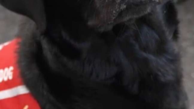 Cientistas treinam cachorros para 'farejar' câncer