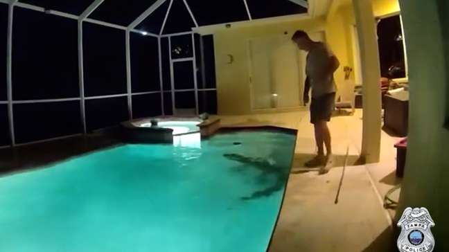 Vídeo registra momento em que jacaré é retirado de piscina em residência nos EUA; veja
