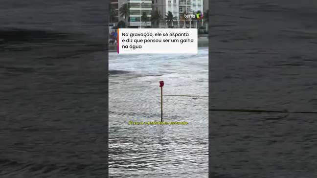 Turista flagra tubarão nadando próximo a crianças em Guarujá (SP): 'Deu para ver certinho' #shorts