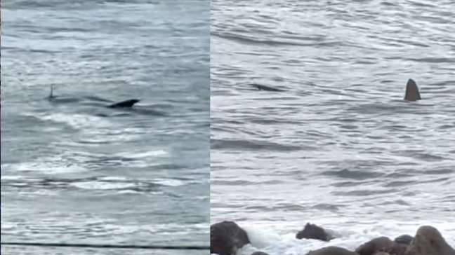 Turista flagra tubarão nadando próximo a crianças em Guarujá (SP): ‘Deu para ver certinho’