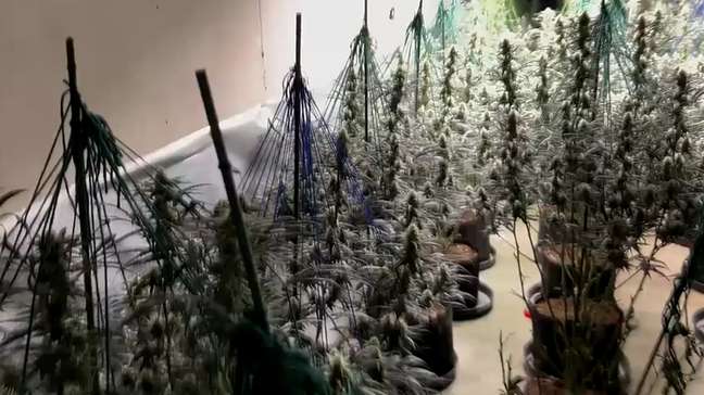 ‘Floresta’ de maconha e mala de cocaína: PF e polícia da Espanha fazem ação contra tráfico de drogas
