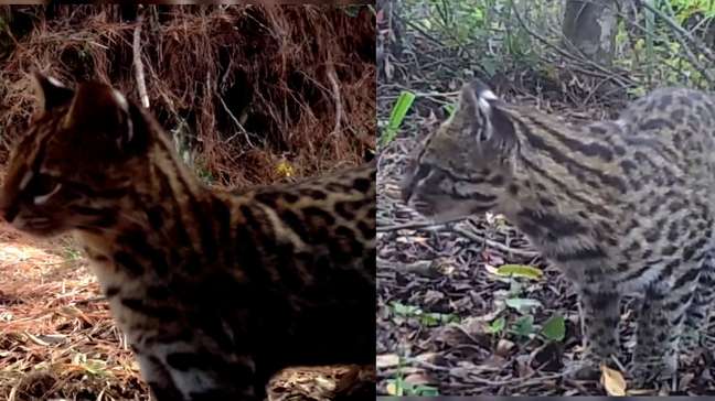 Veja imagens do menor felino selvagem do Brasil