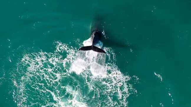 Drone capta baleia-jubarte dando saltos no litoral de São Paulo