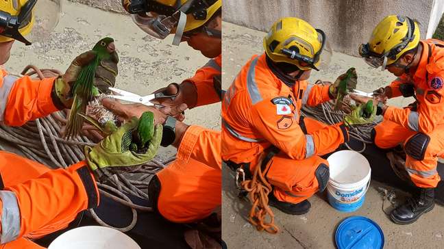 Bombeiros escalam prédio para salvar maritacas presas em telhado em MG