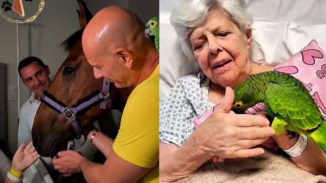 Cavalo Hulk e papagaio Zequinha: ONG leva animais para visitar pacientes em hospital de SP