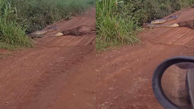 Homem flagra sucuri tentando devorar capivara em MS: 'Será que a bicha é monstra'