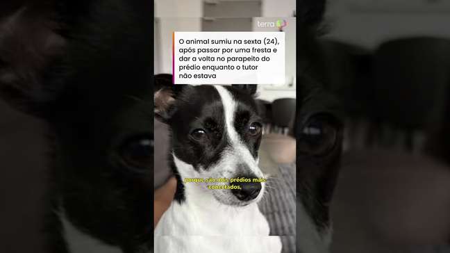 Brasileiro usa drone e ajuda a resgatar pet que estava no 13º andar de prédio na Austrália #shorts