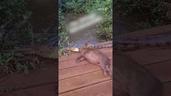 Homem flagra sucuri tentando devorar capivara em MS: 'Será que a bicha é monstra' #shorts