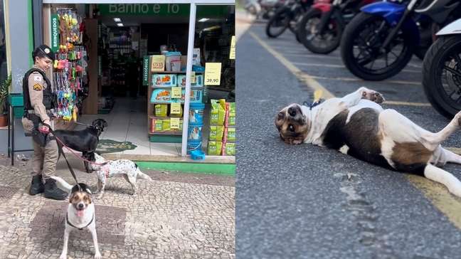 Cães viralizam com rotina em batalhão da PM: 'Patrulha da Fofura'