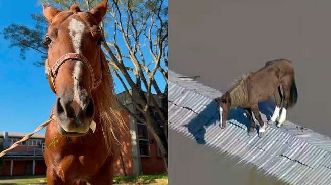 Veja como está o Cavalo Caramelo dois anos após as enchentes que atingiram o RS